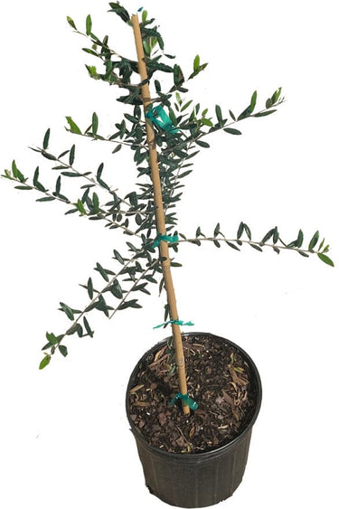 Arbequina Olive Tree, Semi-Dwarf